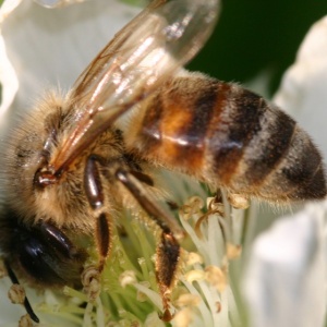 Photo: djfrantic, Bees on our Boysenberries, Flickr, Creative Commons License 2.0 generic.