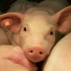 Photo: USDA, pigs, Flickr, creative commons licence 2.0
