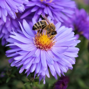 Image: Pexels, Bee bloom blossom, Creative Commons CC0