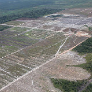 Photo: Glenn Hurowitz, Flickr, deforestation for oil palm, creative commons license 2.0