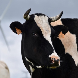 Image: JackieLou DL, Selective Focus Photography of Dairy Cow, Pexels, Pexels Licence