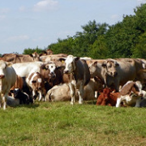 Photo: Peter O’Connor, Cattle Herd, Flickr, Creative Commons License 2.0