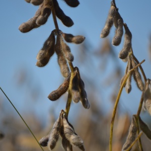 Photo credits: Pixabay - https://pixabay.com/photos/soybean-macro-soy-agriculture-778177/