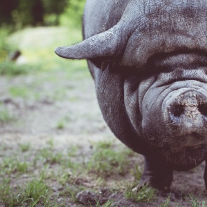 Image: Free-Photos, Pig animal snout, Pixabay, CC0 Creative Commons