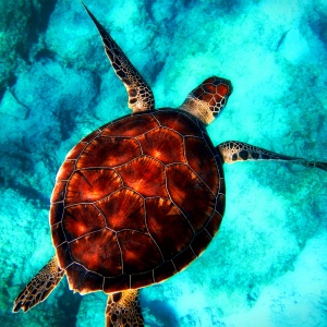 Image: http://fshoq.com, Sea turtle in the ocean, Creative Commons Attribution 4.0 International