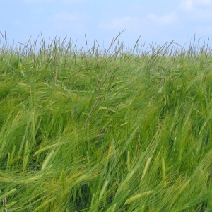 Image: Oliver Macdonald Maccheek, Alopecurus myosuroides (Black-grass) in a barley crop, Wikimedia Commons, Creative Commons Attribution-Share Alike 3.0 Unported