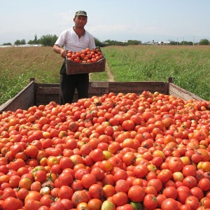 Image: Narek75, Tomato harvesting in Armenia, Wikimedia Commons, Creative Commons Attribution-Share Alike 4.0 International