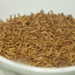 Image: Pengo, Mealworms. Displayed as if for human consumption in an exhibit at an aquarium, Wikimedia Commons, Creative Commons Attribution-Share Alike 3.0 Unported