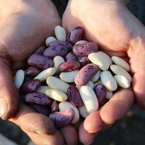 Image: Piqsels, Runner beans daylight, CC0 Public Domain