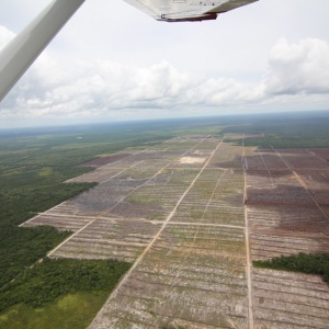 Image: glennhurowitz, Recent deforestation on peatland for palm oil plantation, Flickr, Creative Commons Attribution-NoDerivs 2.0 Generic 