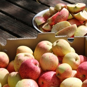 Image: Leslie Main Johnson, abundant harvest-local apples, Flickr, Creative Commons Attribution 2.0 Generic