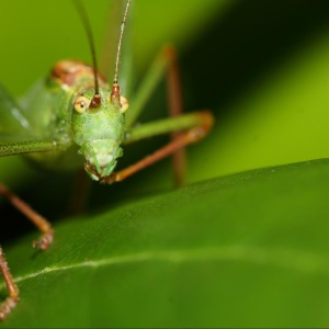 Image: Dean Morley, Cricket, Flickr, Creative Commons Attribution-NoDerivs 2.0 Generic