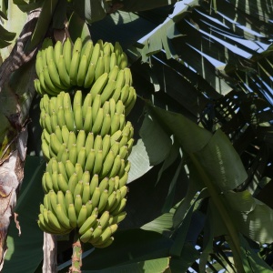 Image: Max Pixel, Genus Bananas Musaceae Musa, CC0 Public Domain