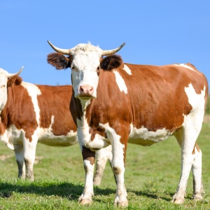 Image: Max Pixel, Cows on pasture, CC0 Public Domain