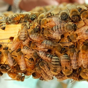 Image: Max Pixel, Bee bees honey, CC0 Public Domain