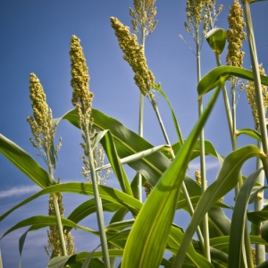 Sorghum (Photo credit:  U.S. department of Agriculture, Flickr, creative commons)