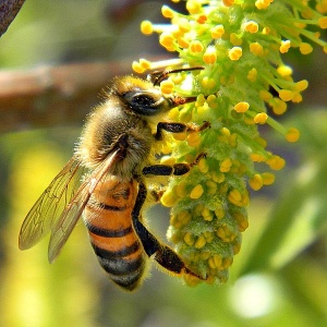 Bob Peterson, Honey bee on willow catkin, Wikipedia Commons