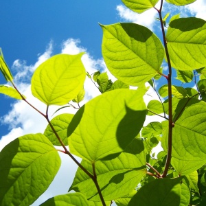 Image: Angus MacAskill, Japanese knotweed 2, Flickr, Creative Commons Attribution 2.0 Generic