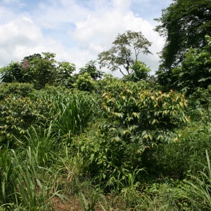 Photo: Simone Fenger, Cassava production in Agroforestry system, Creative Commons License 2.0 generic.