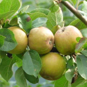 Image: grassrootsgroundswell, Russet apples, Wikimedia Commons, Creative Commons Attribution 2.0 Generic
