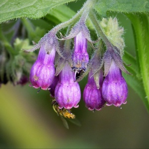 Image: gailhampshire, Symphytum officinale blue-flowered Common Comfrey, Flickr, Creative Commons Attribution 2.0 Generic