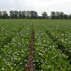 Image: United Soybean Board, Soybean Field Rows, Flickr, Creative Commons Attribution 2.0 Generic