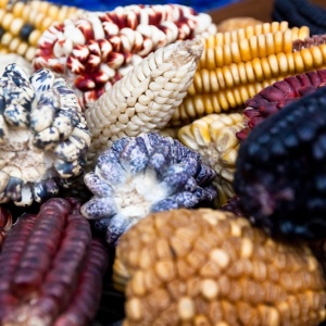 Image: Julie Edgley, Colourful Maize, Flickr, Creative Commons Attribution-ShareAlike 2.0 Generic 