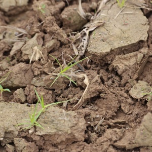 Photo: United Soybean Board, Soil, Flickr, Creative Commons License 2.0