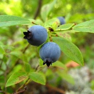 Image: Max Pixel, Food Plant Wild Blueberries, CC0 Public Domain