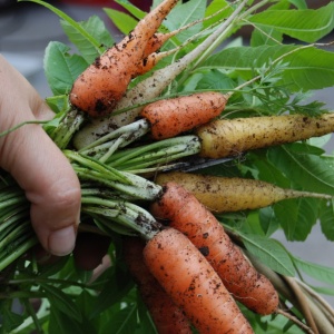 Image: Pxhere, Harvest carrot hand, CC0 Public Domain