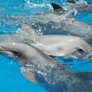 Image: Vince Smith, Bottlenose dolphins, Flickr, Creative Commons Attribution 2.0 Generic