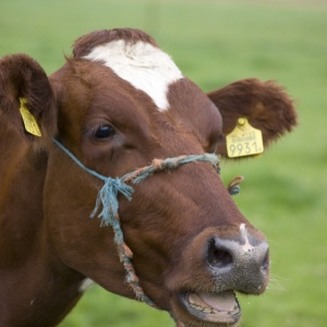 Image: Tobias Akerboom, Complaining cow, Flickr, Creative Commons Attribution 2.0 Generic