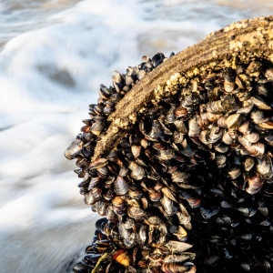 Image: Magda Ehlers, Fresh Mussels on Rock, Pexels, Pexels Licence