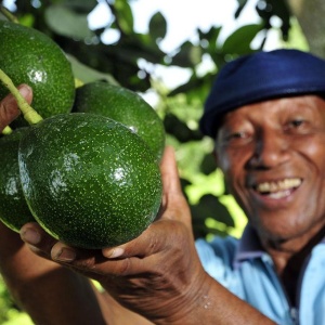 Image: CIAT, A bunch of avocados grown by a smallholder farmer near Palmira, southwestern Colombia, Wikimedia Commons, Creative Commons Attribution-Share Alike 2.0 Generic