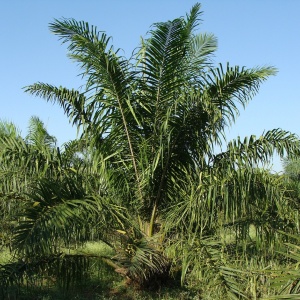 Image: sarangib, Oil Palm Tree, Pixabay, CC0 Creative Commons