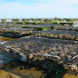 Image: 1957725, Oyster farm, Pixabay, Pixabay Licence