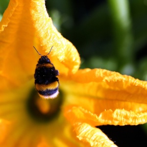 Image: Max Pixel, Forage Flight Zucchini, CC0 Public Domain