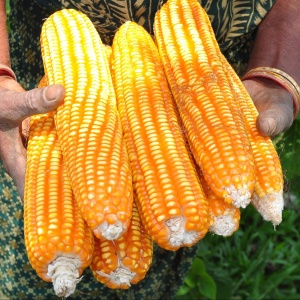 Image: Balaram Mahalder, Maize, Wikimedia Commons, Creative Commons Attribution-Share Alike 3.0 Unported