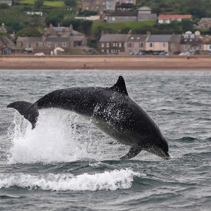 Image: Walter Baxter, A bottlenose dolphin at Spittal, Geograph, Creative Commons Attribution-ShareAlike 2.0 Generic