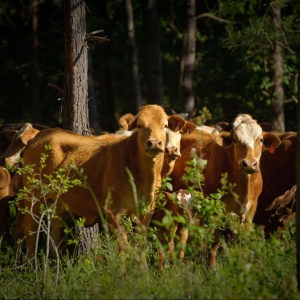 Image: USDA NRCS Texas, Cows grazing in a silvopasture, Flickr, Creative Commons Attribution 2.0 Generic