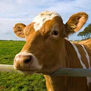 Image: William Warby, Cow in a field by the quad biking place in Devon, Flickr, Creative Commons Attribution 2.0 Generic