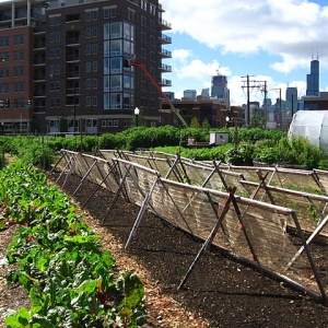 Image: Linda, New crops - Chicago urban farm, Wikimedia Commons, Creative Commons Attribution 2.0 Generic