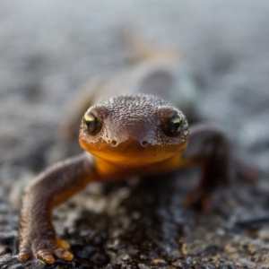 Image: Bureau of Land Management Oregon and Washington, Rough-skinned newt at Yaquina Head, Flickr, Creative Commons Attribution 2.0 Generic