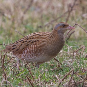 Image: Ron Knight, Corn Crake (Crex crex), Flickr, Creative Commons Attribution 2.0 Generic