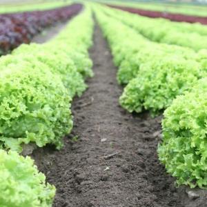 Image: Michael, Green Plants Field, Pexels, Pexels license