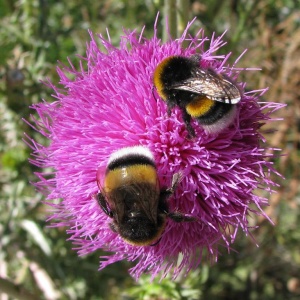 Image: Juan Manuel, Bumblebees, Flickr, Creative Commons Attribution 2.0 Generic 