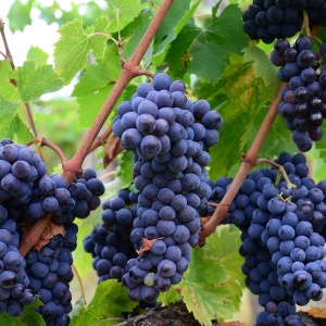 Image: marissat1330, Italy vineyard grapes, Pixabay, Pixabay licence