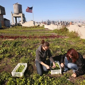 Image: Joe Wolf, A 40,000 s.f. Rooftop Farm in NYC (Photo By Carolyn Cole, Los Angeles Times), Flickr, Creative Commons Attribution-NoDerivs 2.0 Generic 