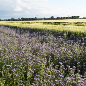 Image: Mike Pennington, Forage crop for bees, Moss Side Farm, Rufford, Geograph, Creative commons Attribution-ShareAlike 2.0 Generic