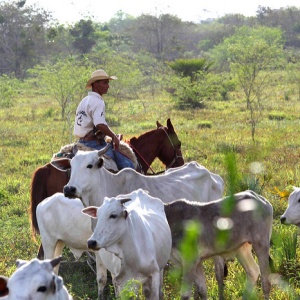 Image: dany13, DSC00234/Brasil/Pantanal/ Cowboys Herding Zebu Cattle on Miranda, Flickr, Creative Commons Attribution 2.0 Generic